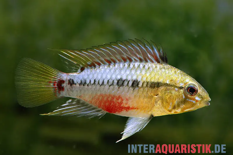 Cichlidé nain à bande rouge, Apistogramma hongsloi, vendu en couple
