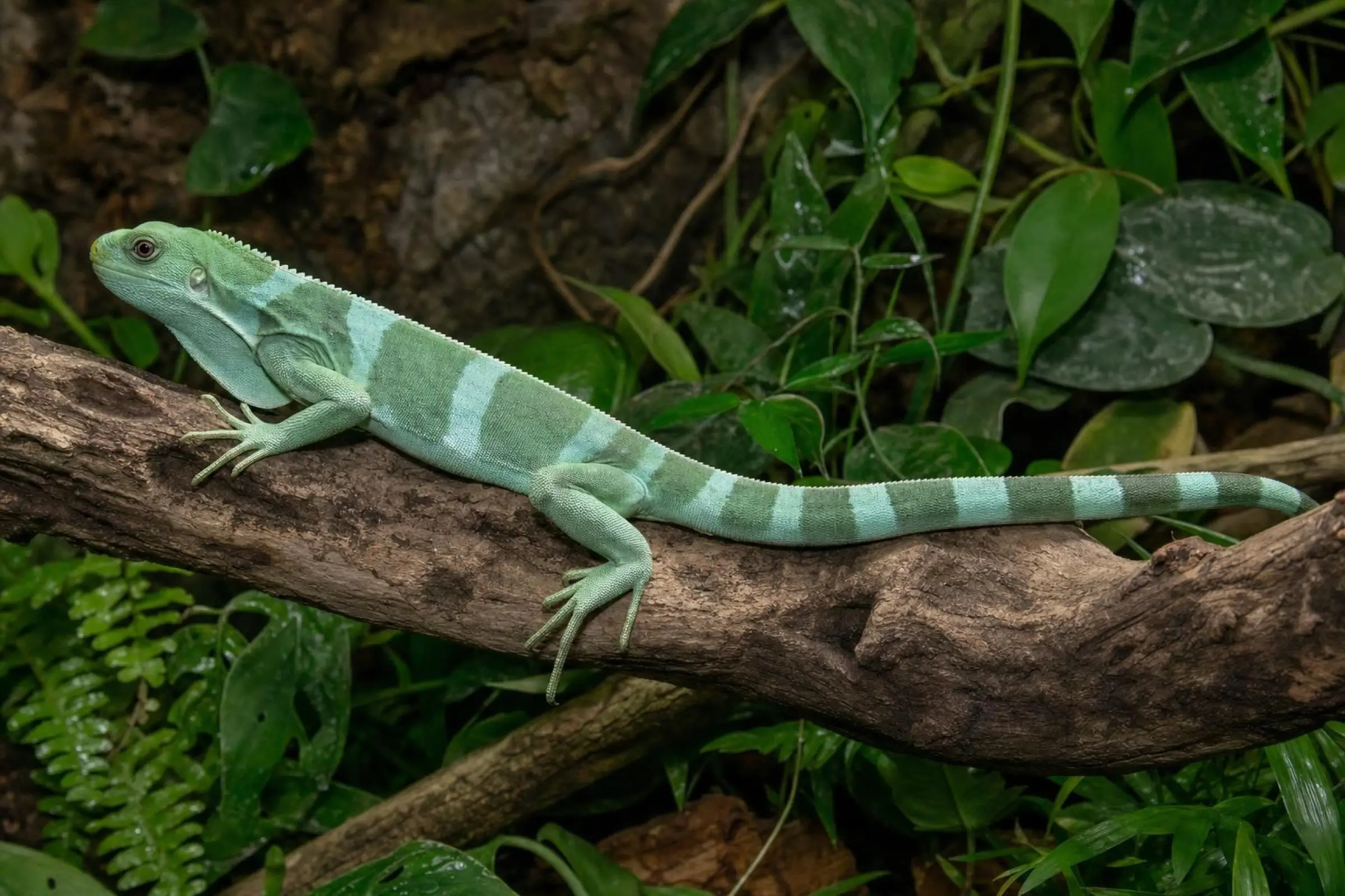 Iguane fidjien annelé, Brachylophus fasciatus