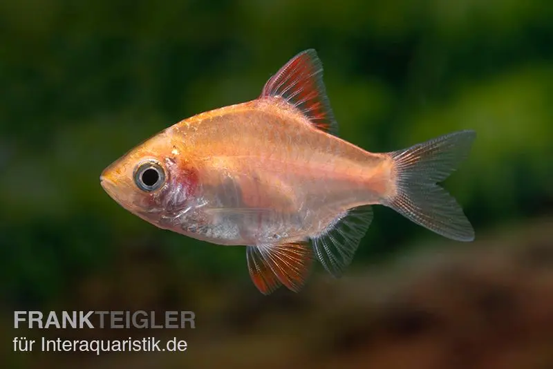 Barbus de Sumatra orange, Barbus tetrazona « Rummynose »