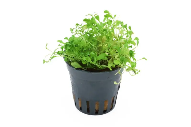 Glossostigma, Glossostigma elatinoides, en pot
