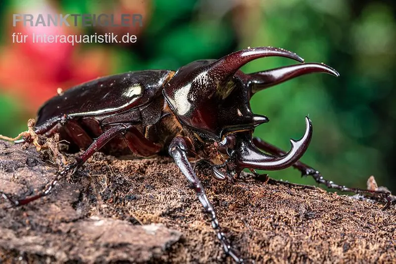 Scarabée Atlas, Chalcosoma atlas, mixte