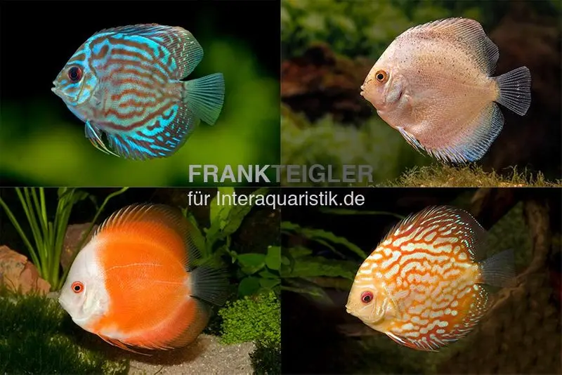 3 x discus élevage asiatique en mix, Symphysodon discus, S 5-6 cm