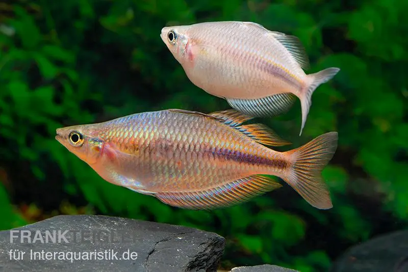 Poisson arc-en-ciel de Kiura, Melanotaenia cf. goldiei "Kiura"