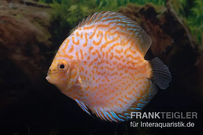 Discus élevage asiatique, Symphysodon discus White Pigeon