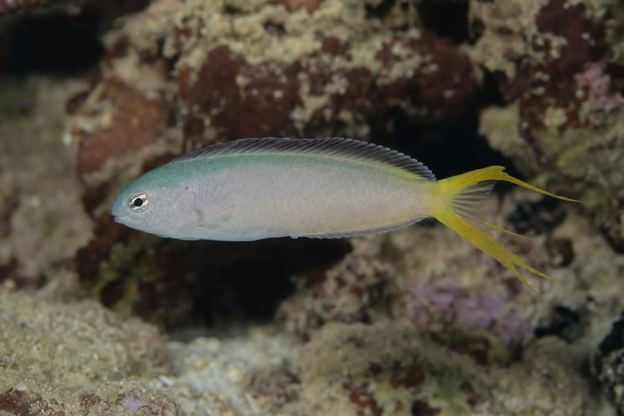 Blennie lyre africaine, Meiacanthus Mossambicus