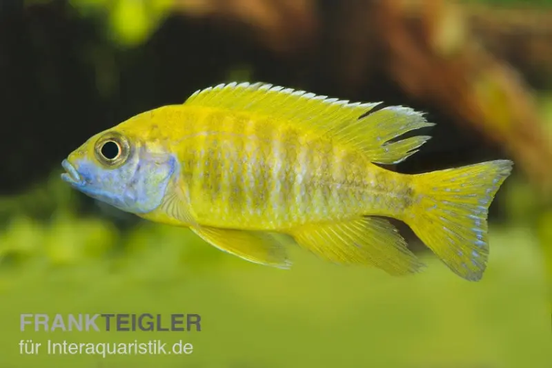 Aulonocara nyassae « Yellow »