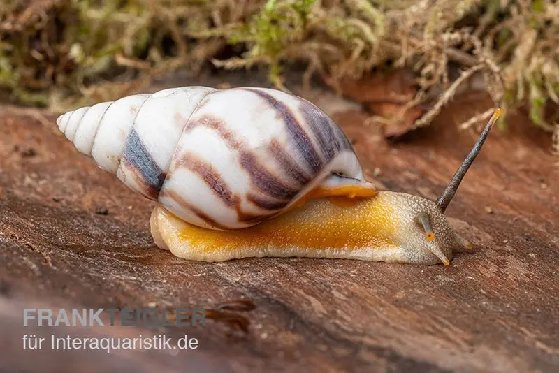 Escargot arboricole porcelaine, Amphidromus articallosus