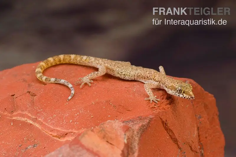 Gecko des sables du Nord, Tropiocolotes tripolitanus