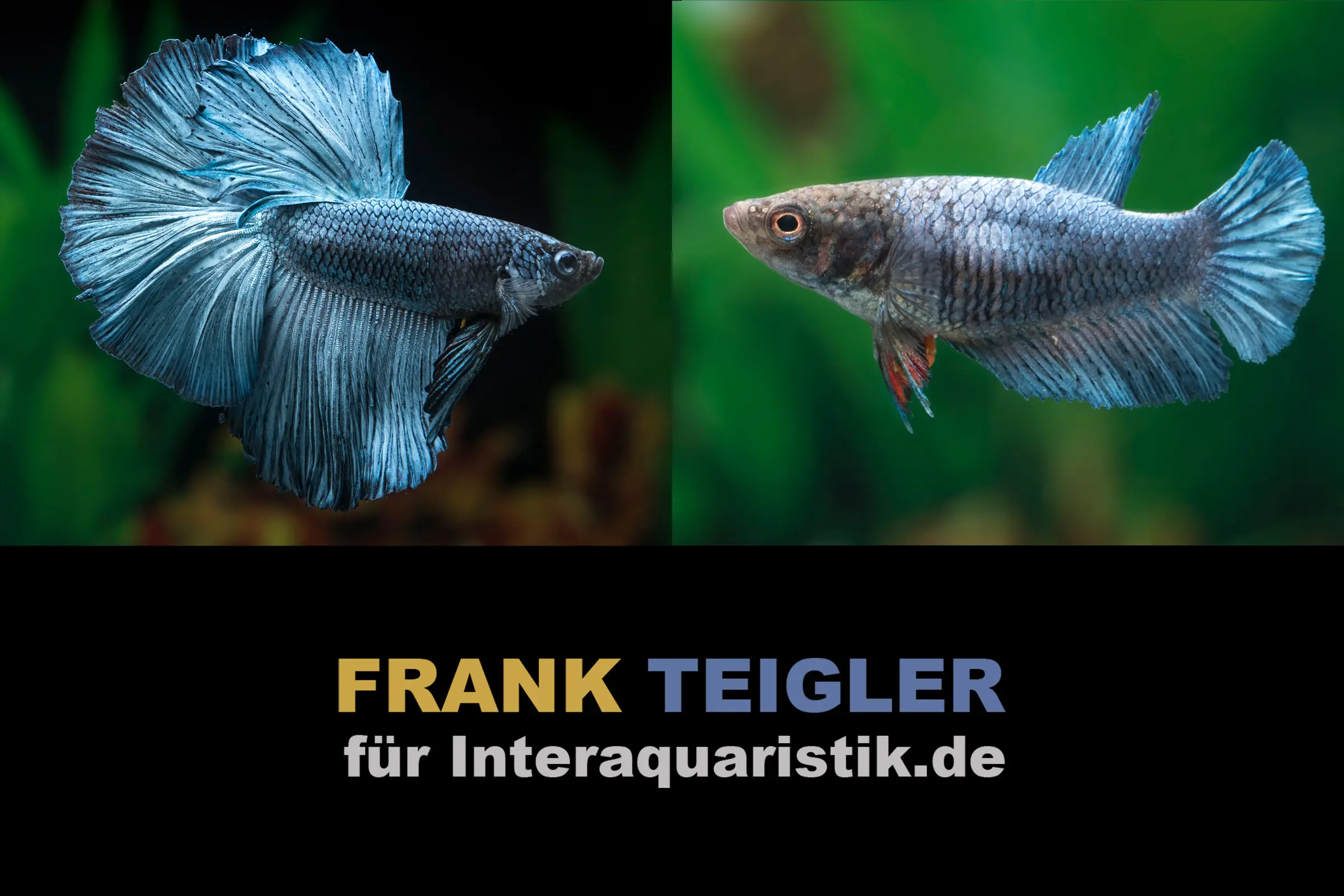 Couple : combattant Halfmoon Copper Grey, Betta splendens