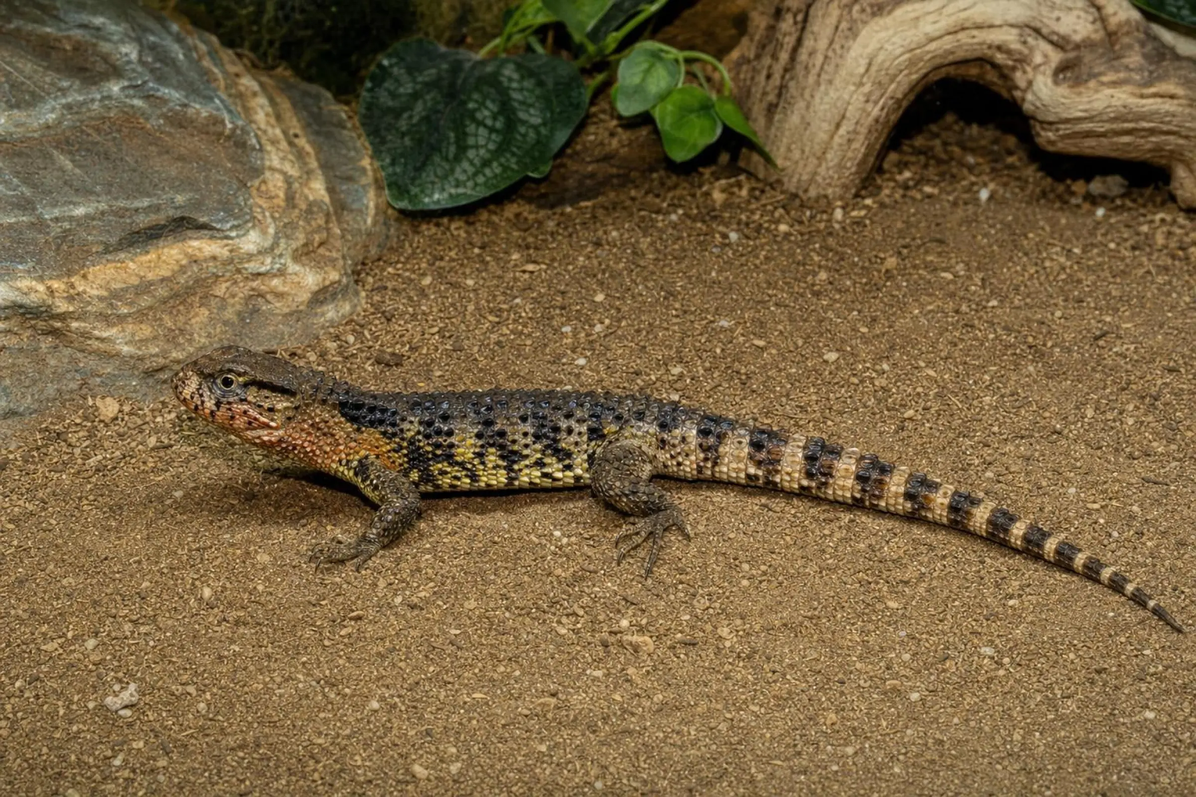 Lézard crocodile de Chine, Shinisaurus crocodylurus