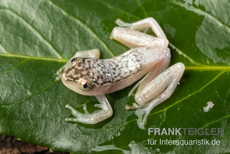 Grenouille des roseaux à points jaunes, Heterixalus alboguttatus
