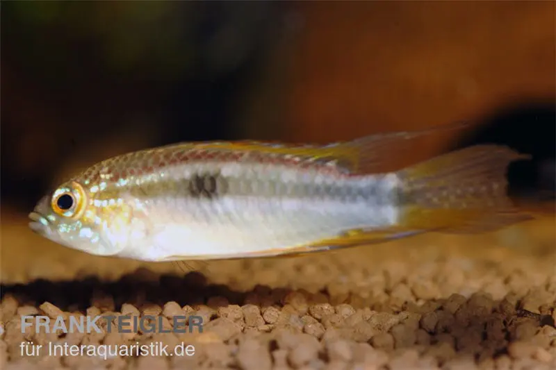 Cichlidé nain de Pucallpa, Apistogrammoides pucallpaensis, couple