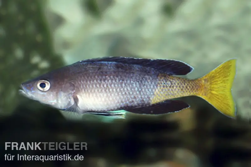 Cichlidé-hareng bleu, Cyprichromis leptosoma "Mpulungu", élevage allemand
