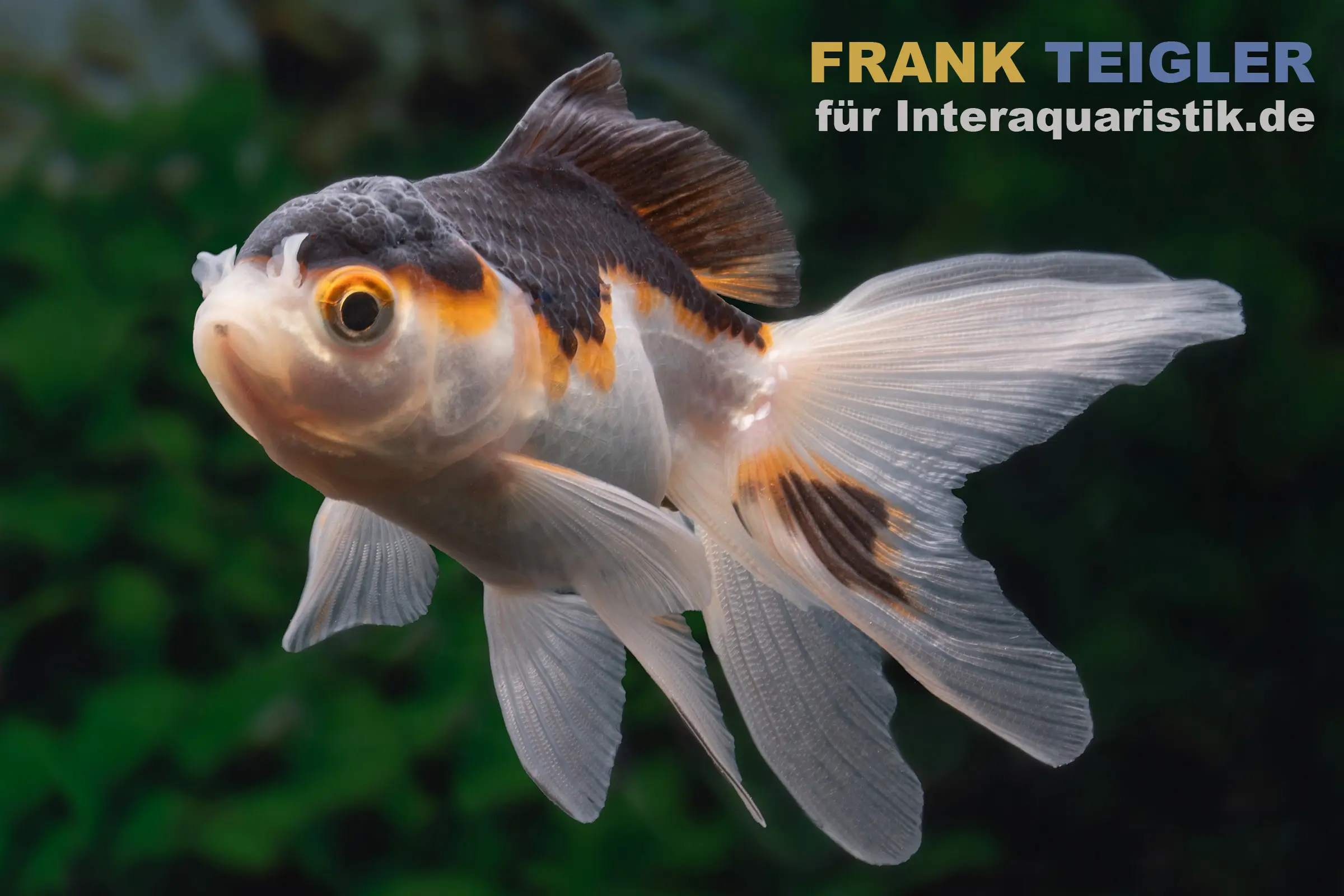 Oranda Tricolor, Carassius auratus (eau froide)