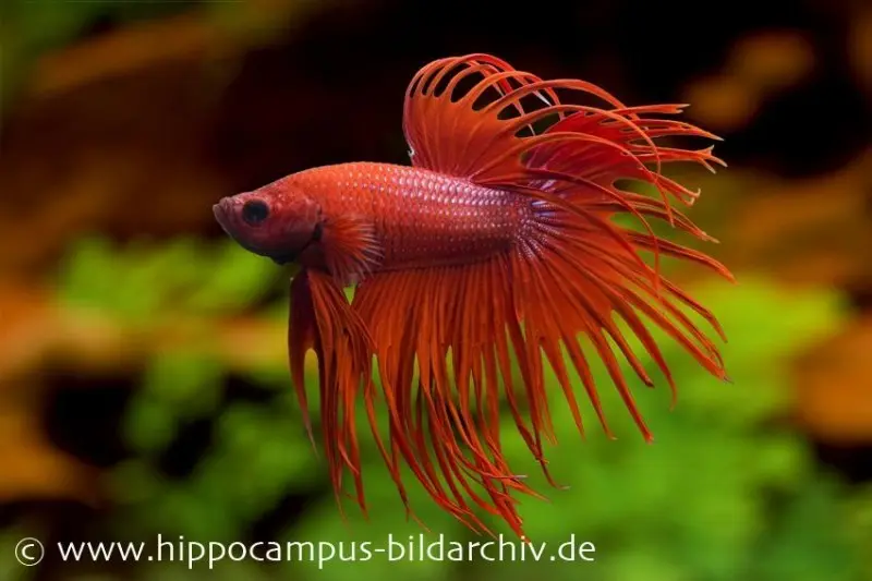 Combattant Crown Tail rouge, mâle, Betta splendens