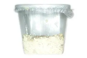Microvers, Panagrellus redivivus, souche d'élevage, 250 ml