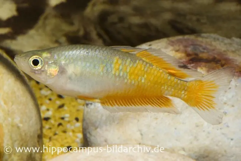 Poisson arc-en-ciel de Parkinson, Melanotaenia parkinsoni