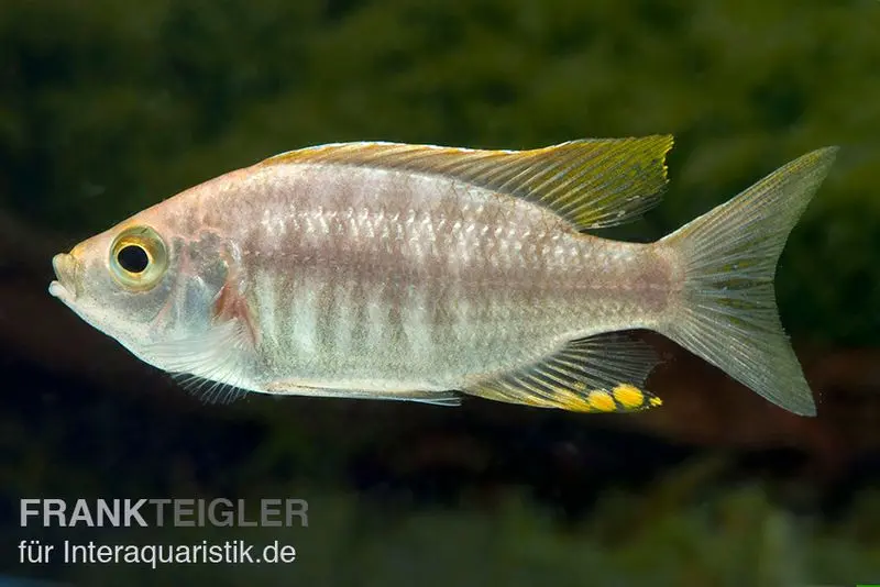Cichlidé Crête de feu, Copadichromis virginalis fire crest, 7-10 cm élevage allemand