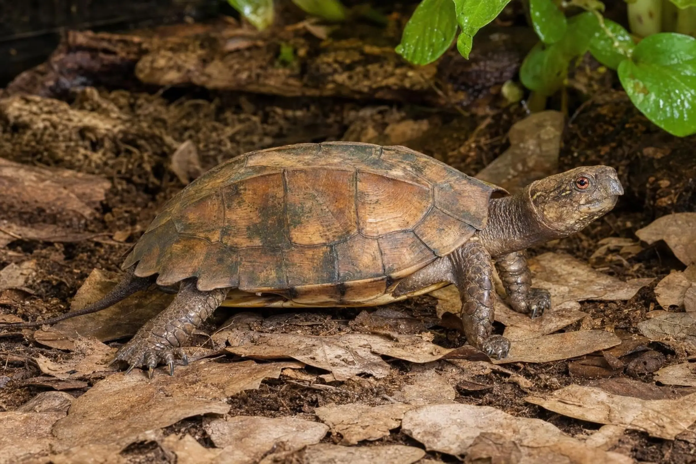 Tortue-boîte à trois carènes, Pixidea mouhotii