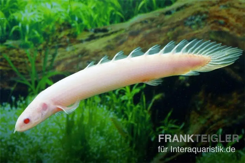 Polyptère du Sénégal Gold/Albinos, Polypterus senegalensis gold, 6-8 cm