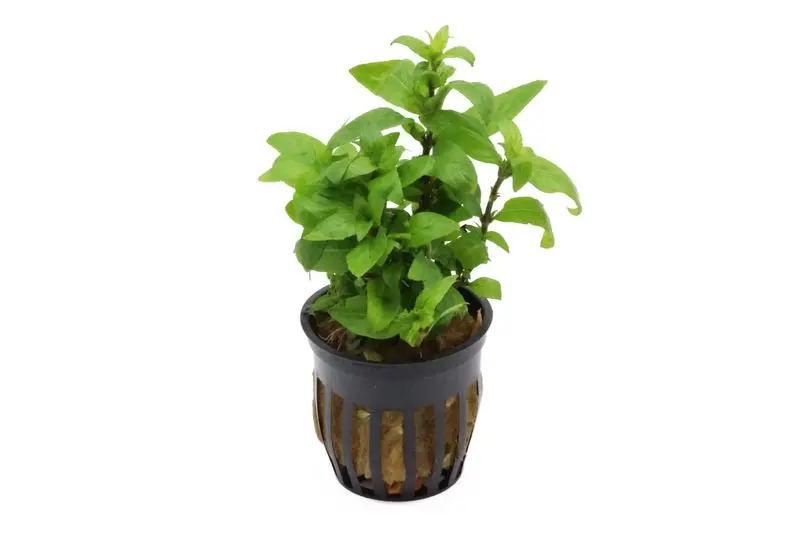 Staurogyne rampante, Staurogyne repens, en pot