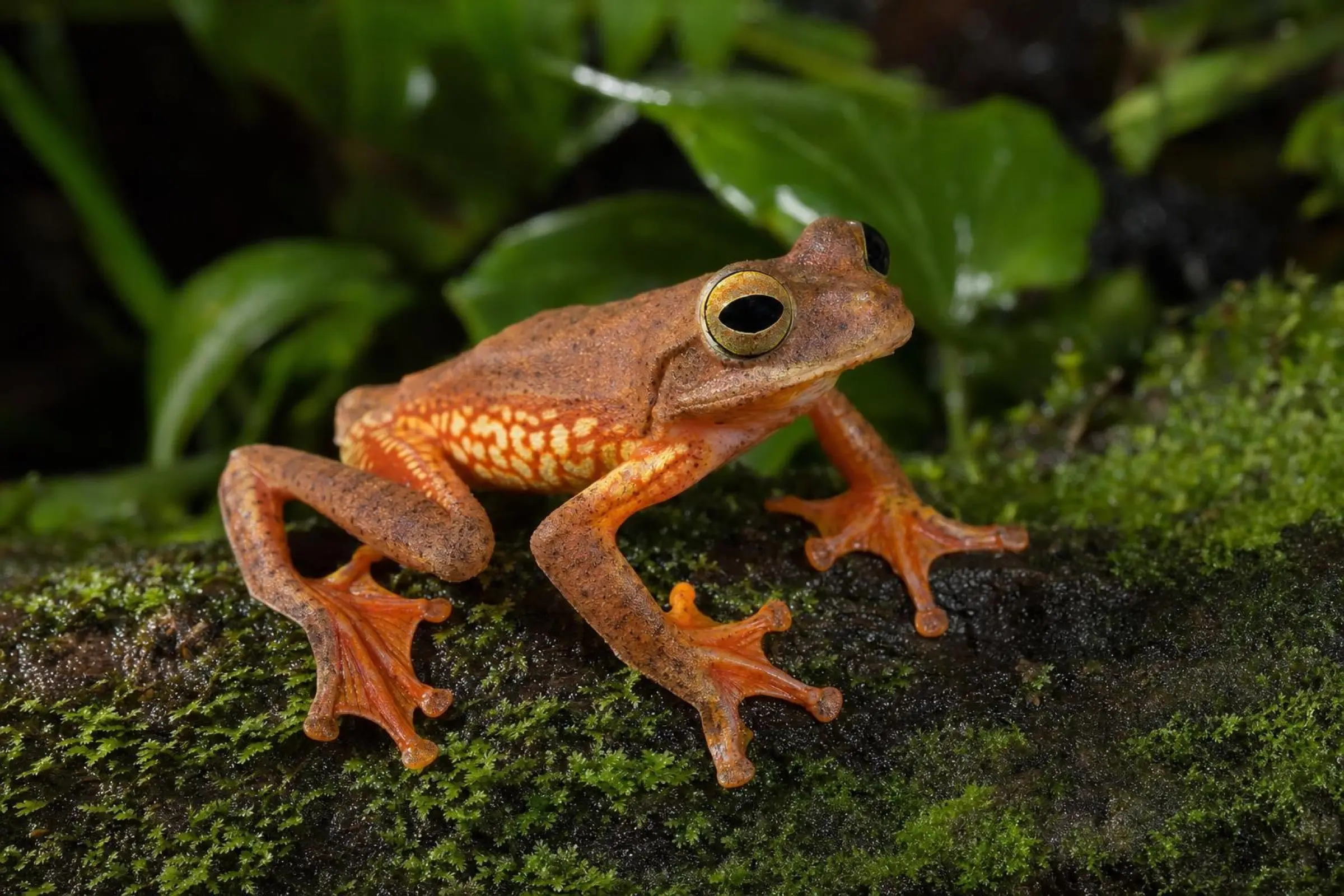 Grenouille volante arlequin, Rhacophorus pardalis