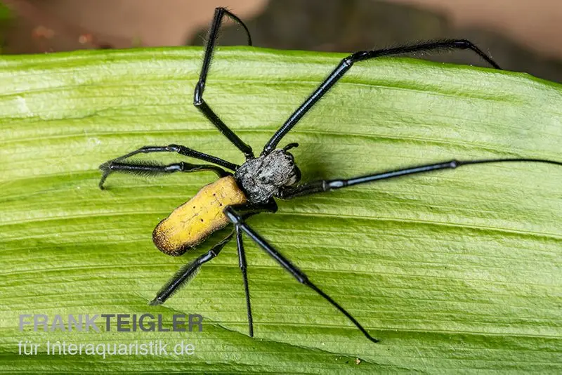 Araignée de soie, Nephila senegalensis