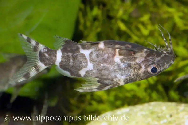 Silure du Congo nageant sur le dos, Synodontis nigriventris