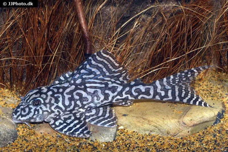 Pléco Iriri, Hypancistrus spec. L236, 4-5 cm