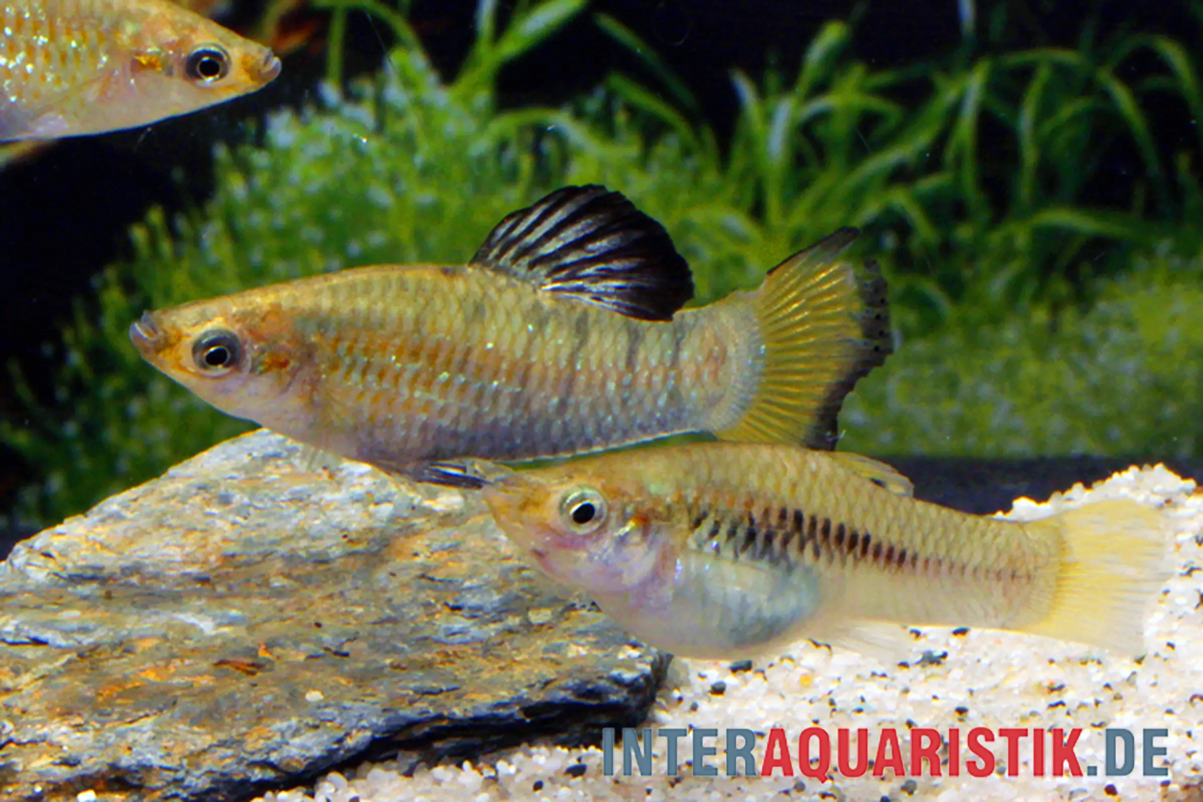 Poécilie naine de Perugia, Poecilia perugiae