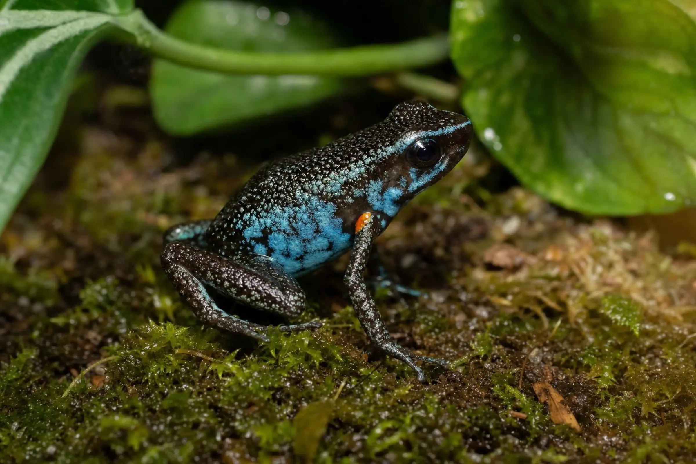 Grimpereau de Nicéforo, Ameerega ingeri