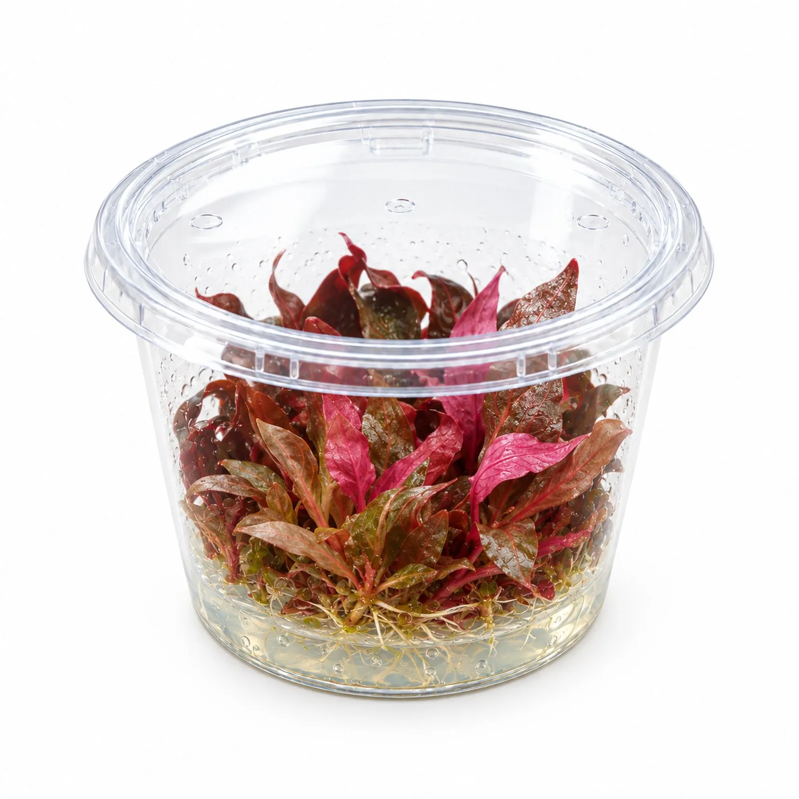 Alternanthère rouge, Alternanthera reineckii « Rosanervig », in vitro