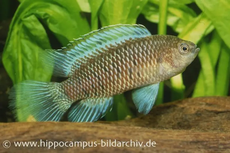 Perche bleue, Badis badis