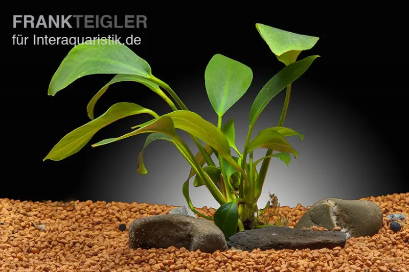 Anubias à feuilles en forme de lance, Anubias hastifolia, pot XL, plante mère