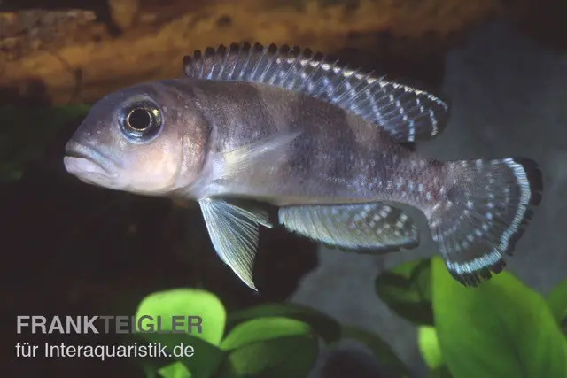Cichlidé conchylicole, Lamprologus ornatipinnis