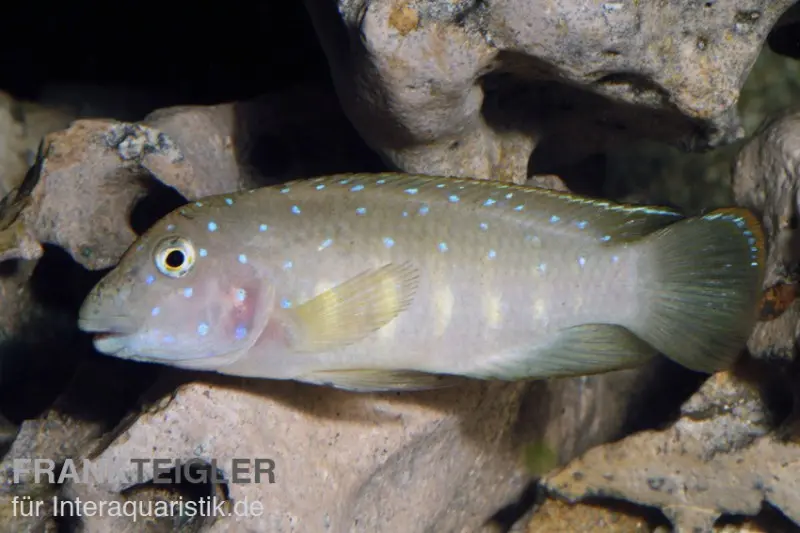 Clown du Tanganyika, Eretmodus cyanostictus Kasanga