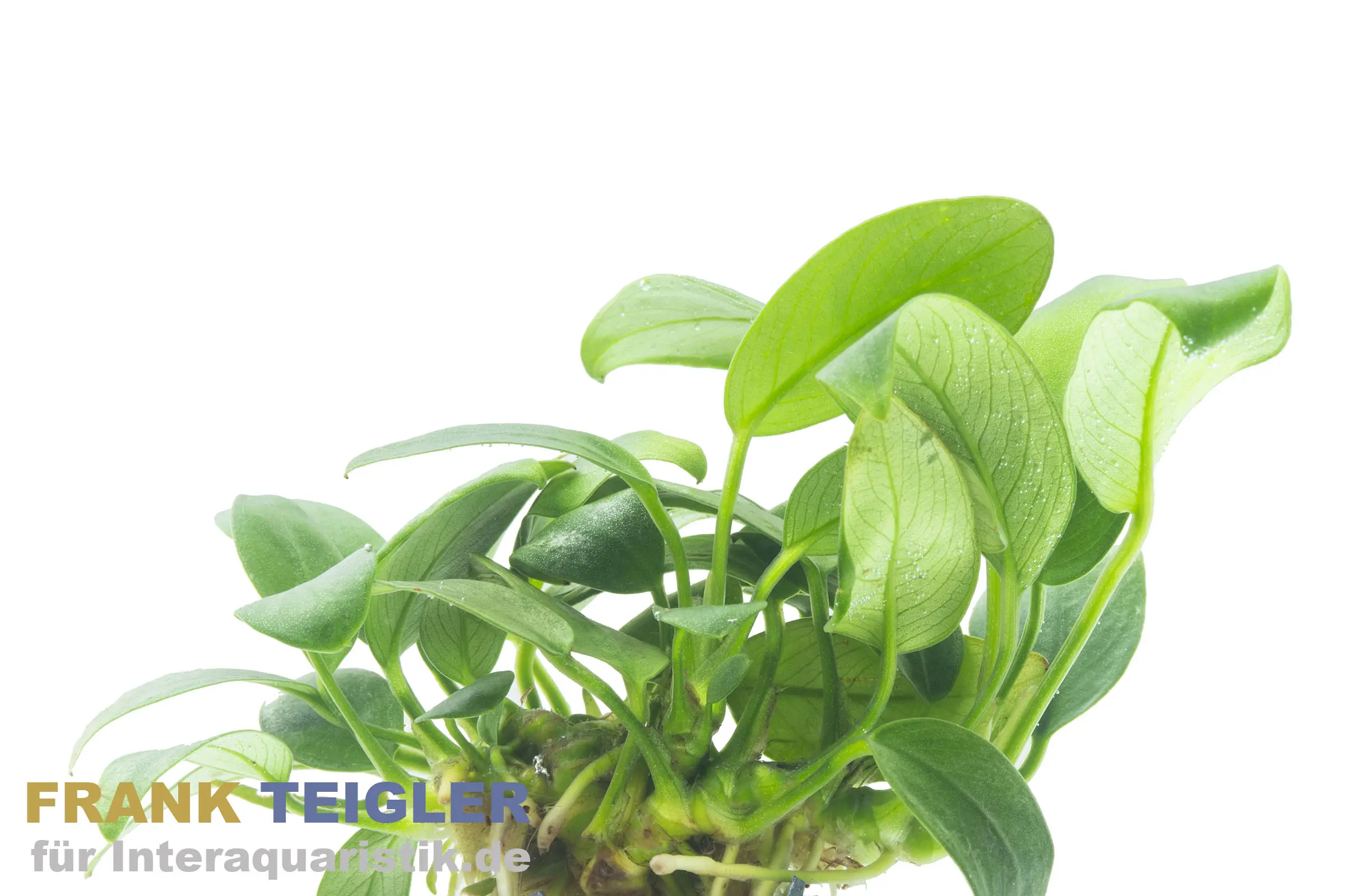 Anubias à feuilles de lance « Bolang », Anubias barteri nana « Bolang », en pot