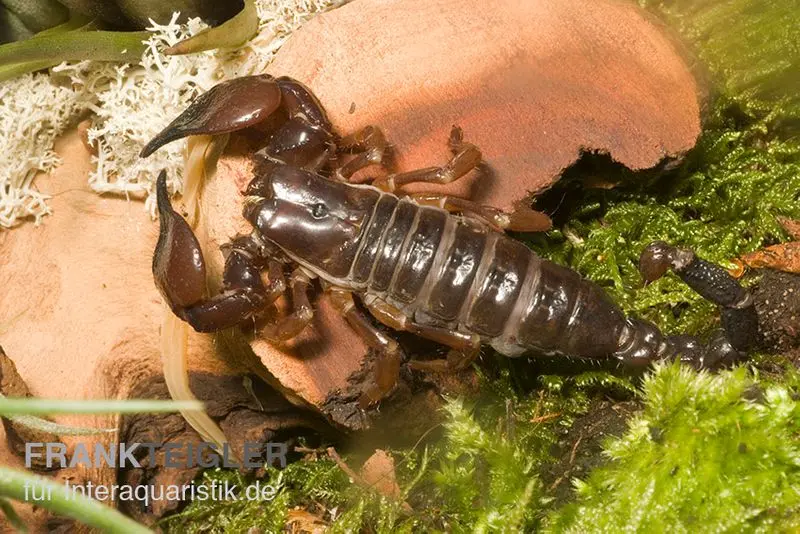 Scorpion thaï noir, Heterometrus spinifer