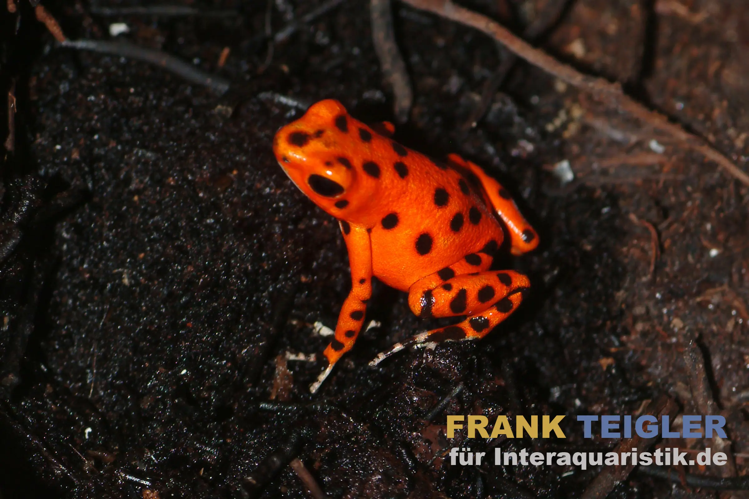 Grenouille-fraise, Oophaga pumilio Colon « Strawberry » 