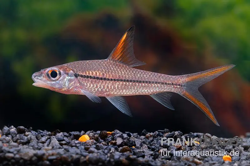 Barbe de rivière à belles nageoires, Cyclocheilichthys janthochir