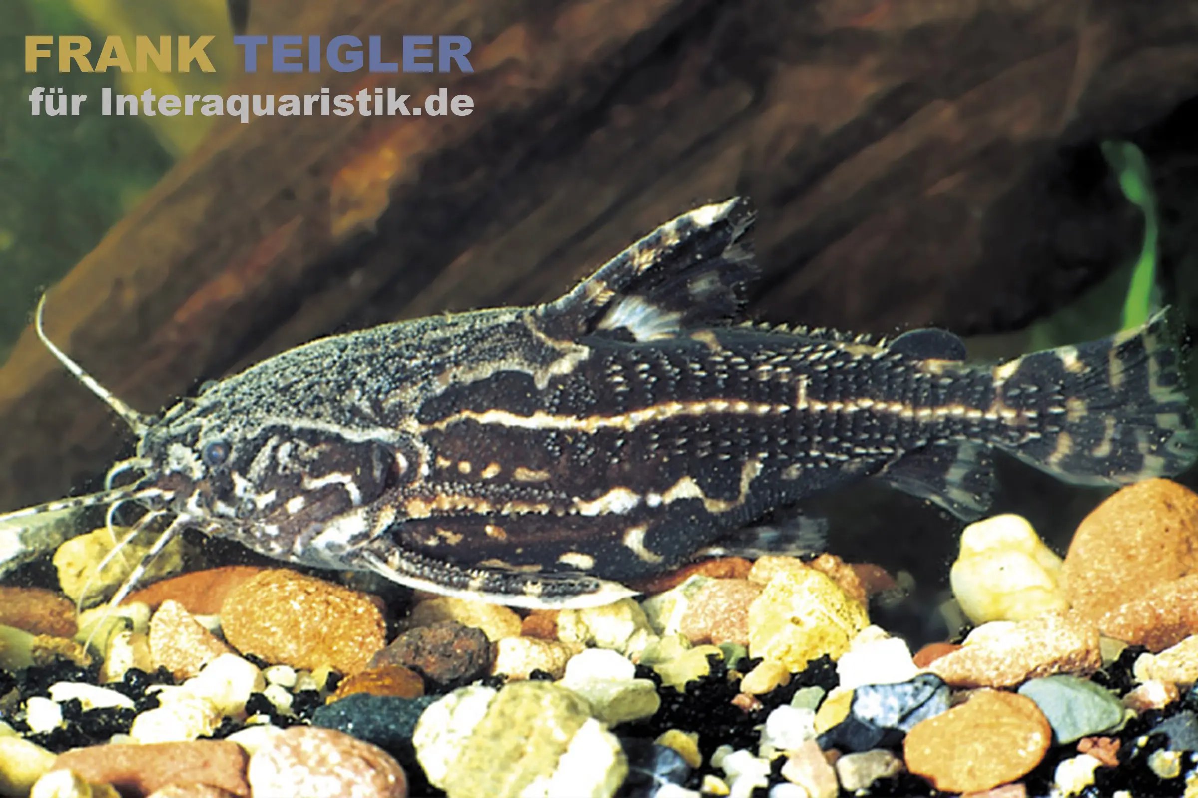 Poisson-chat épineux ciel étoilé, Acanthodoras spinosissimus, 6-8 cm