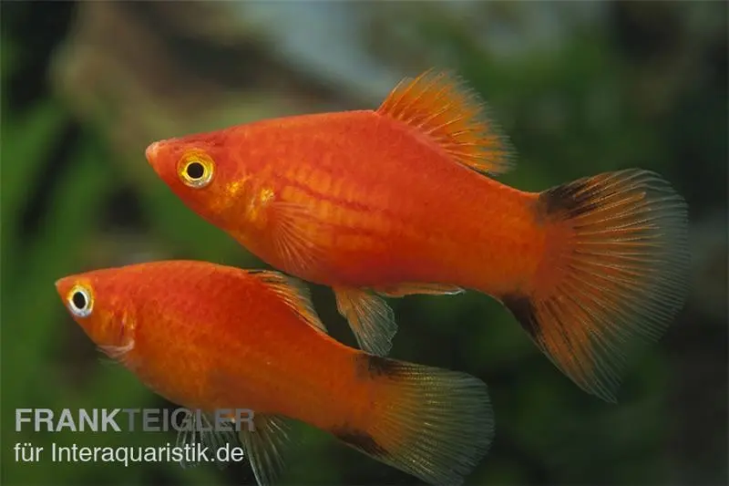 Platy Comète rouge, Xiphophorus maculatus