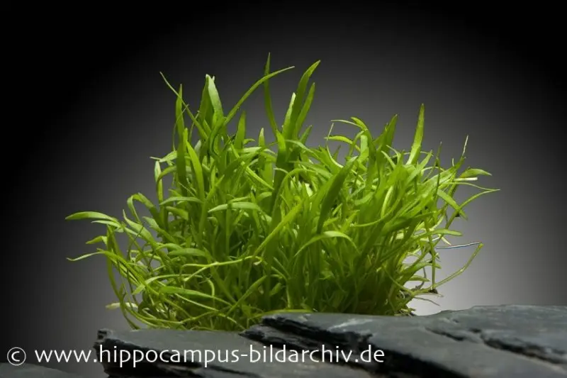 Gazon néo-zélandais, Lilaeopsis brasiliensis, sur plaque, env. 10x15 cm