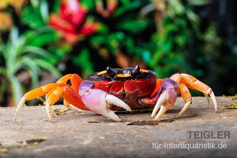 Crabe Halloween violet, Gecarcinus quadratus, sélection aléatoire