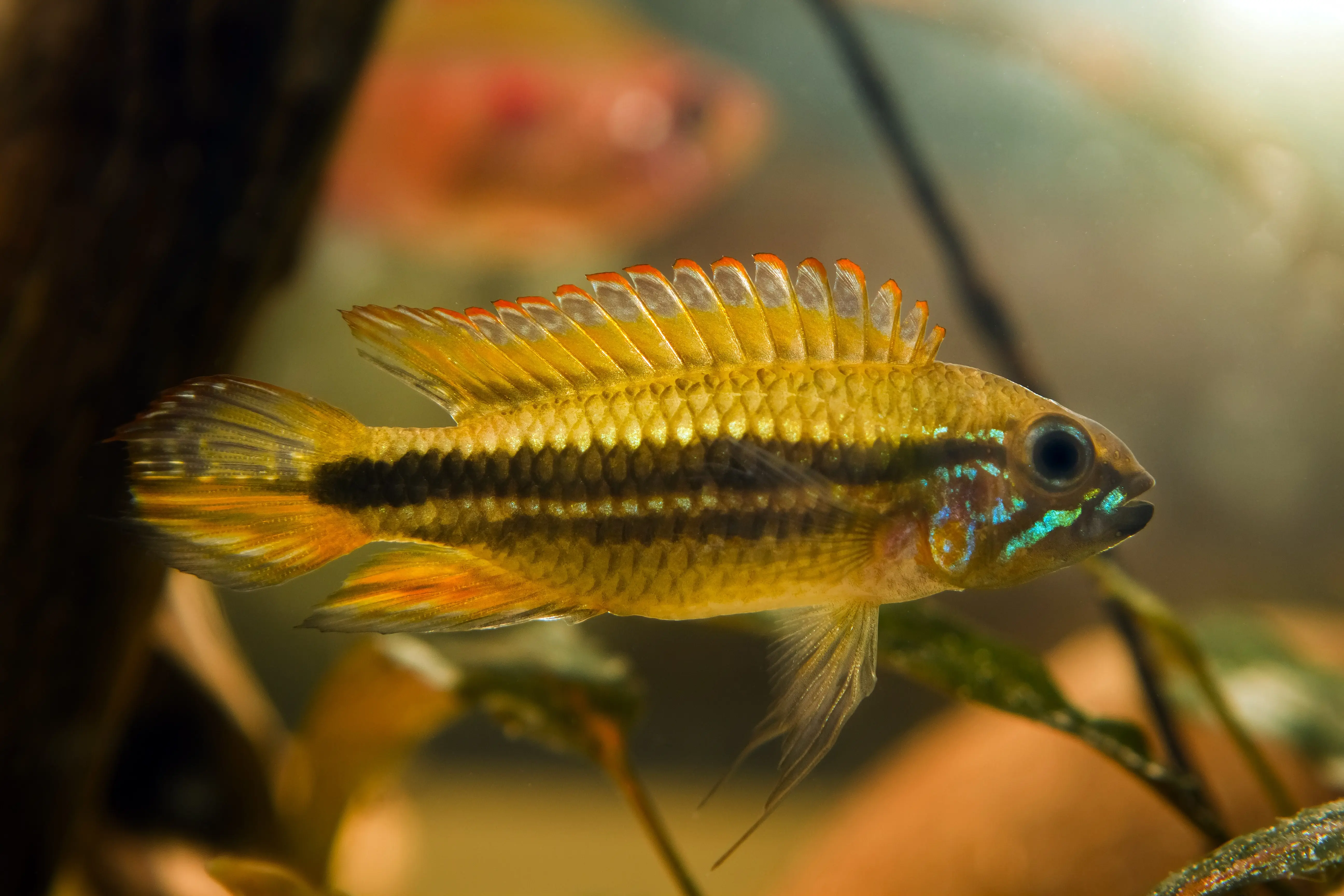 Cichlidé nain Méndez, Apistogramma mendezi, par couple