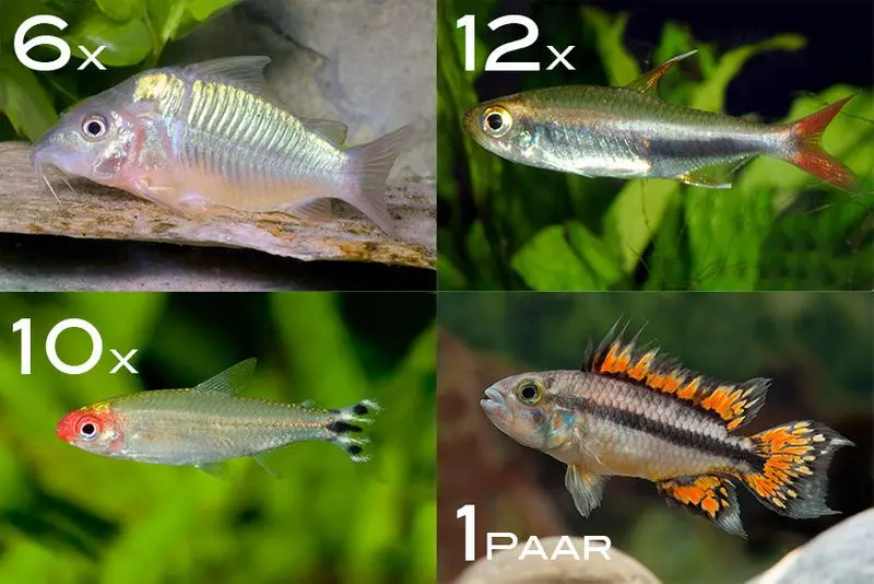Assortiment de poissons d’ornement Amazonie pour 100 cm