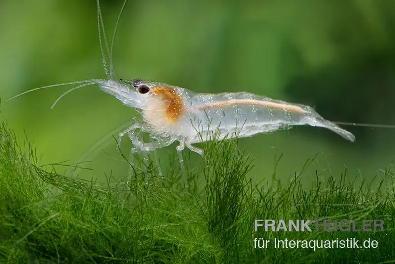 Crevette zébrée blanche, Neocaridina babaulti White Zebra