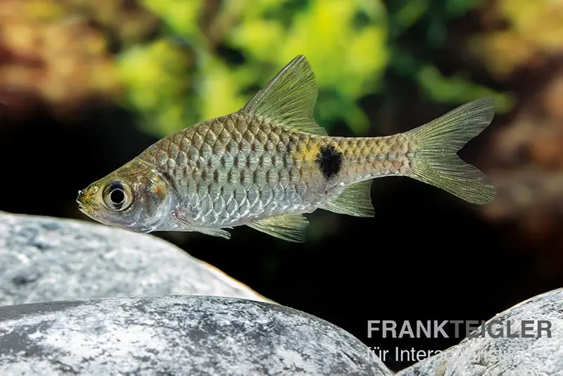 Barbus à tache dorée, Puntius terio