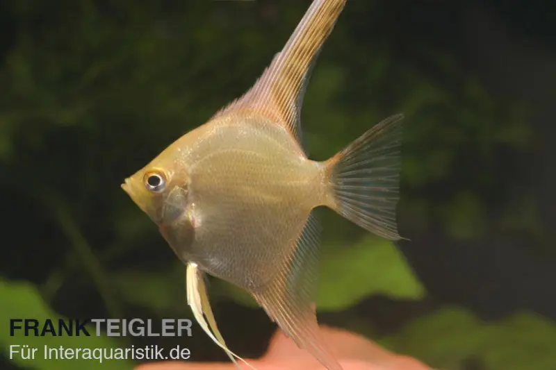 Scalaire Gold, Pterophyllum scalare
