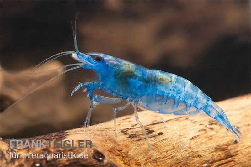 Crevette Blue Dream, Neocaridina davidi